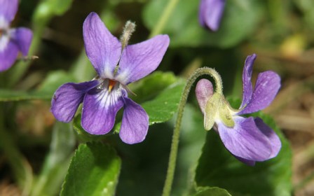 viola-odorata